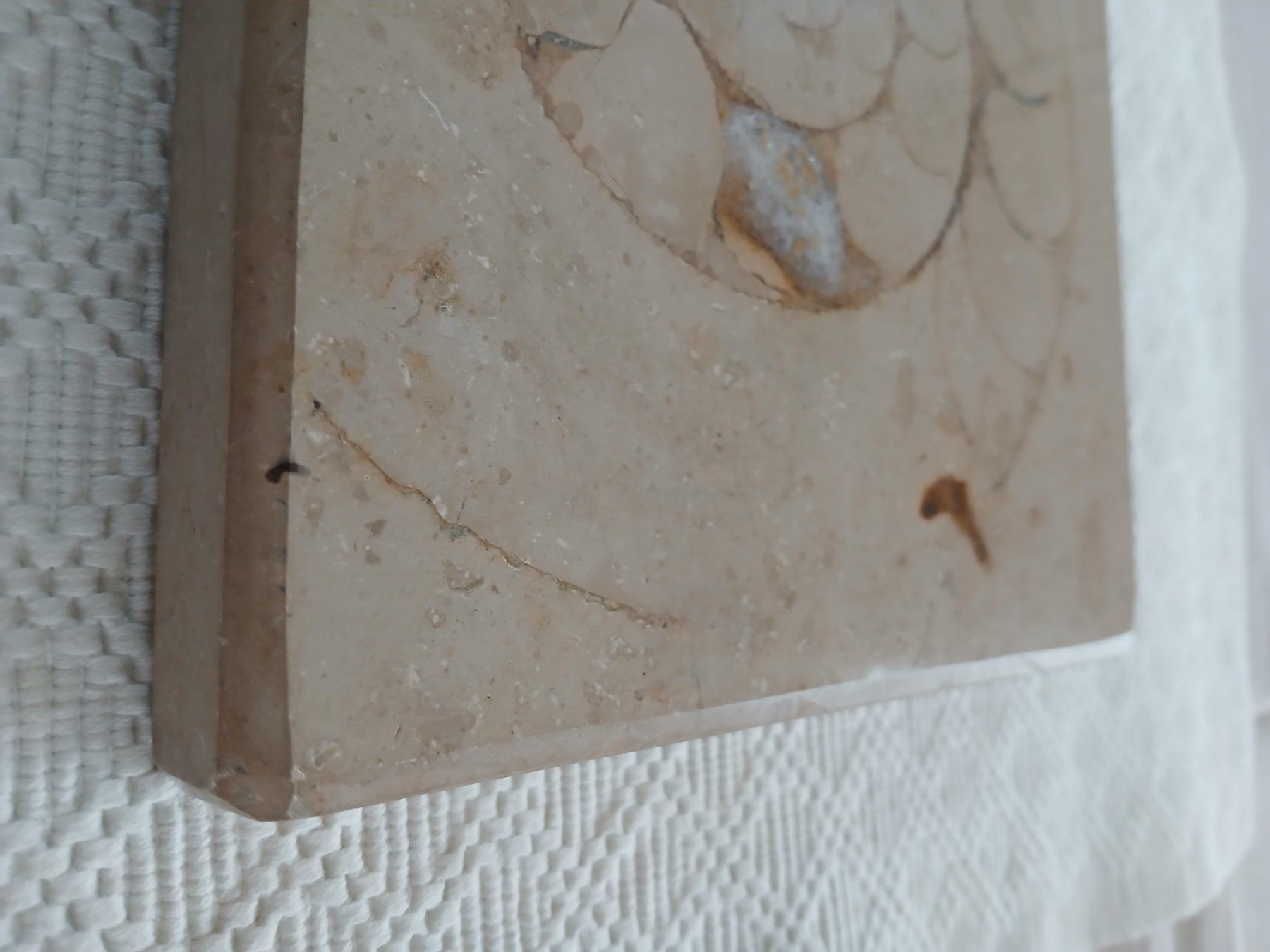 Fossili: Fossiles Ammonit im Kalkstein – Usato da Hinwil venduto da Chnap 4