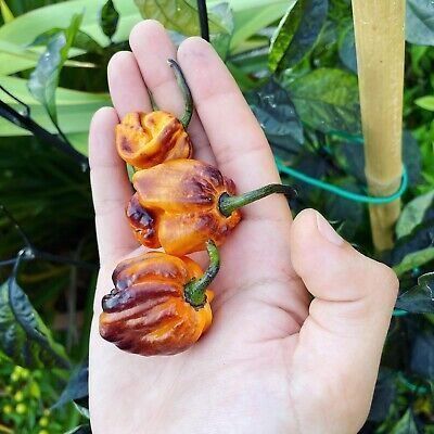 Piante & sementi: Piment de collection POCKMARK ORANGE 2g – Nuovo (secondo la descrizione) da Bremblens venduto da FIBONACCI369