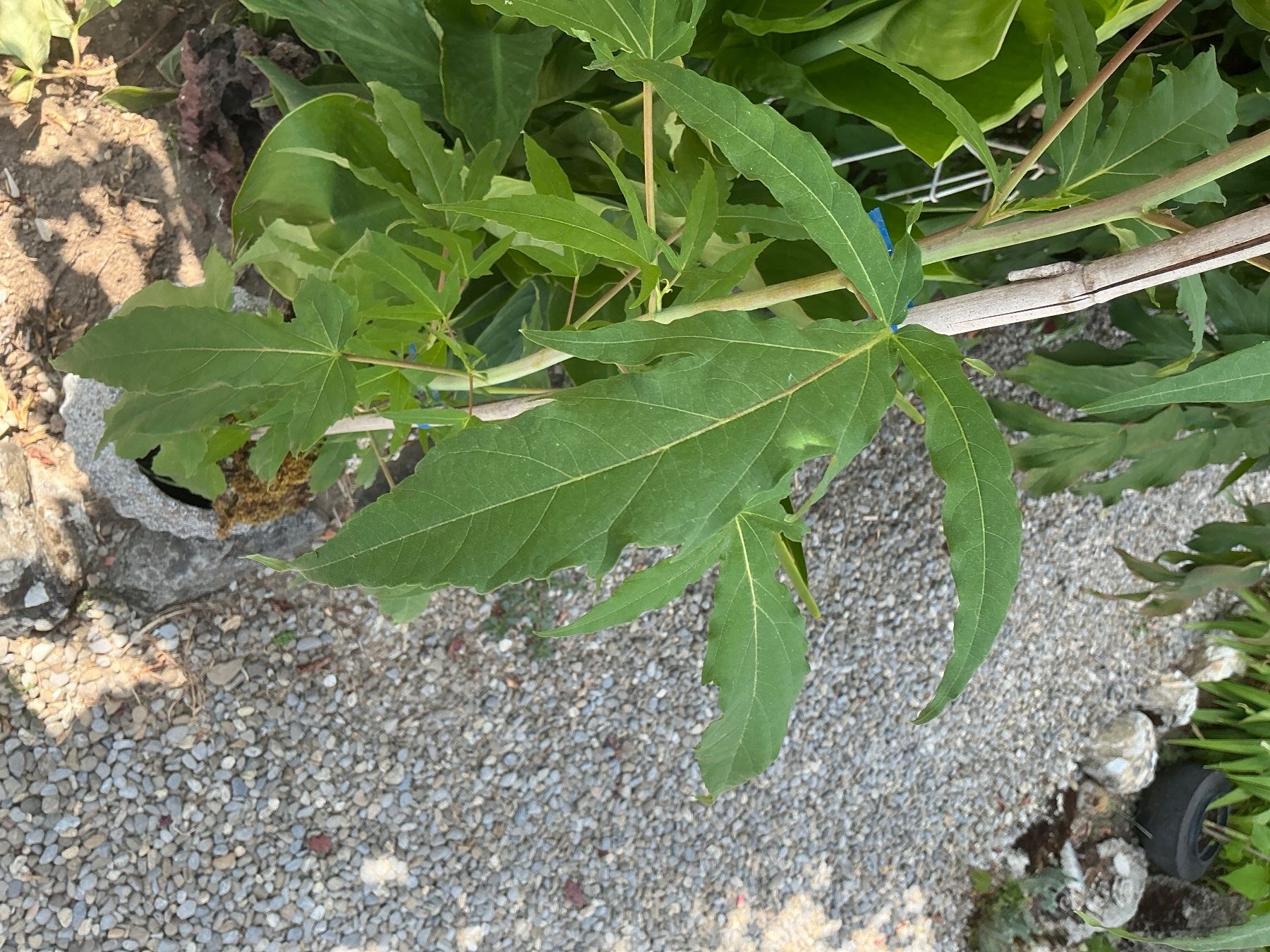 Plantes & graines: Hibiskus moscheutos winterhart – Neuf avec emballage d'origine à seon par Agnom 3