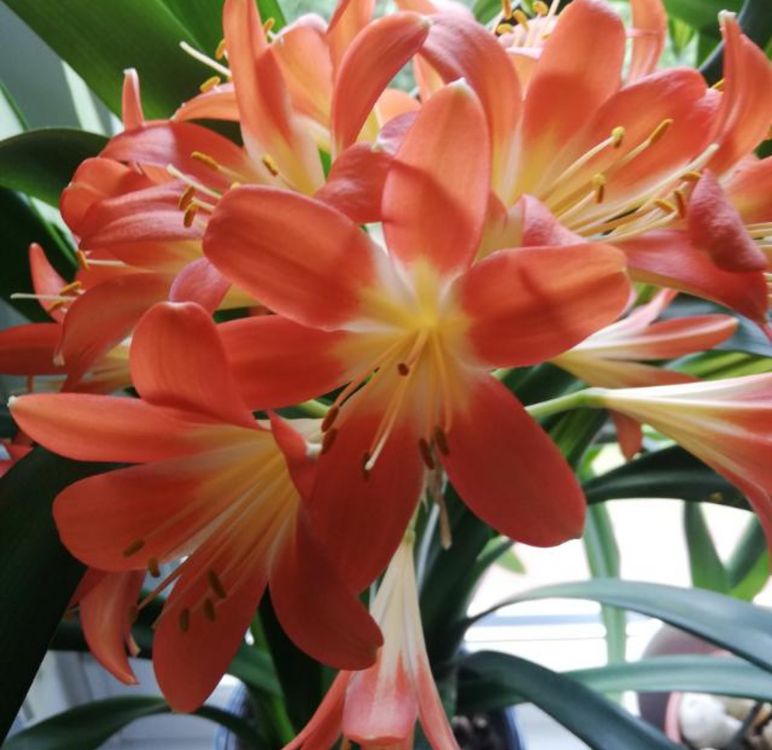 Clivia Klivie mit Orangen Blüten 2 Pflanzen Zimmerpflanze Kaufen auf