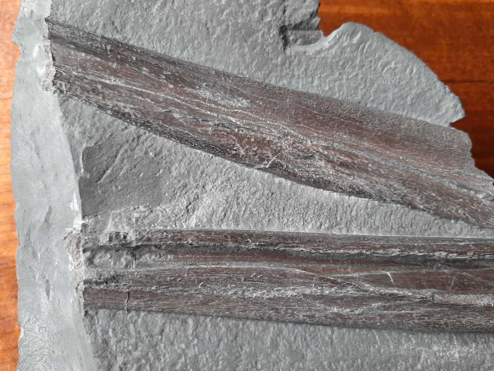 Fossili: Kieferrest eines Ichthyosauriers – Usato da Rickenbach BL venduto da Oktober68 3