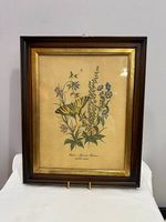 Antike Lithographie "Podalirio" im Holzrahmen mit Goldleiste