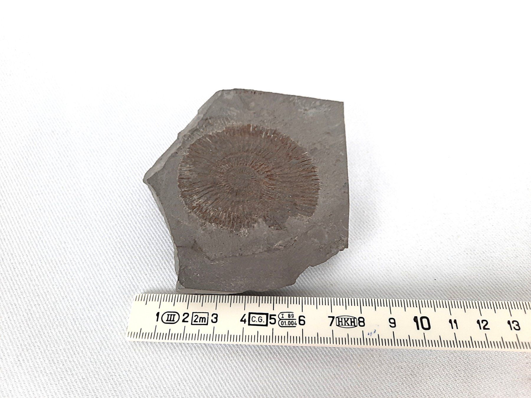 Fossili: Versteinerung ev. Ammonit – Usato da Beinwil am See venduto da Restwert_Beinwil 4