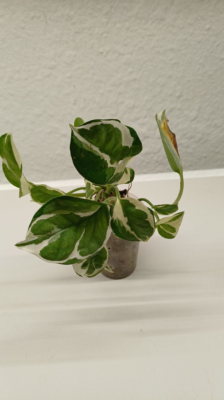 Plantes & graines: Monsteta BMF – D'occasion à Bern par uwi_8t7x 2