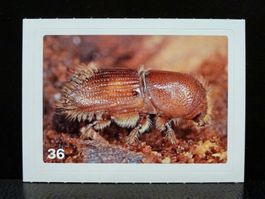 MIGROS MANIA Nature Detectives Nr. 36