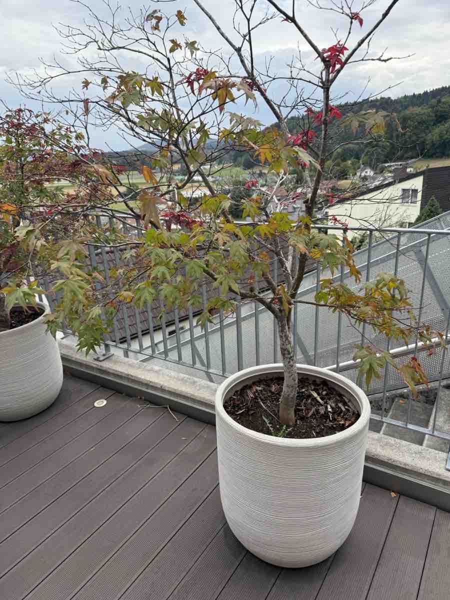 Pflanzen & Samen: Maple tree with pot – Gebraucht aus Schafisheim von zob_2000