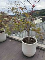 Maple tree with pot