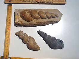 Turritella (Turmschnecke) nach Bild, 3 Stück