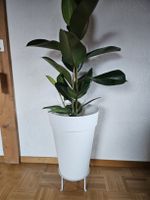 Gross Ficus elastica Gummibaum 130 cm inkl Übertopf & Stände
