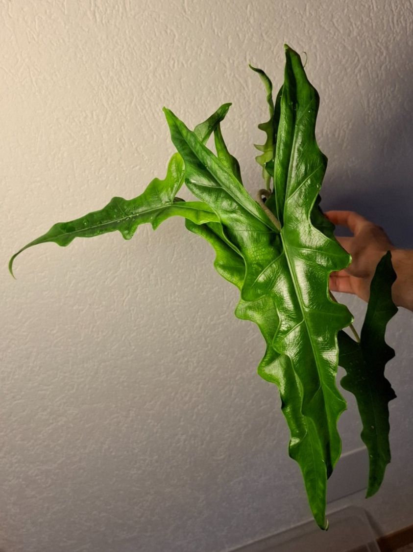 Piante & sementi: Alocasia Sabrina – Usato da Hausen AG venduto da Pflaenzlioase 1