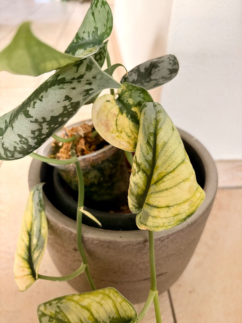 Piante & sementi: Scindapsus bakunawa variegated – Usato da Kaiseraugst venduto da dka_b97z 3