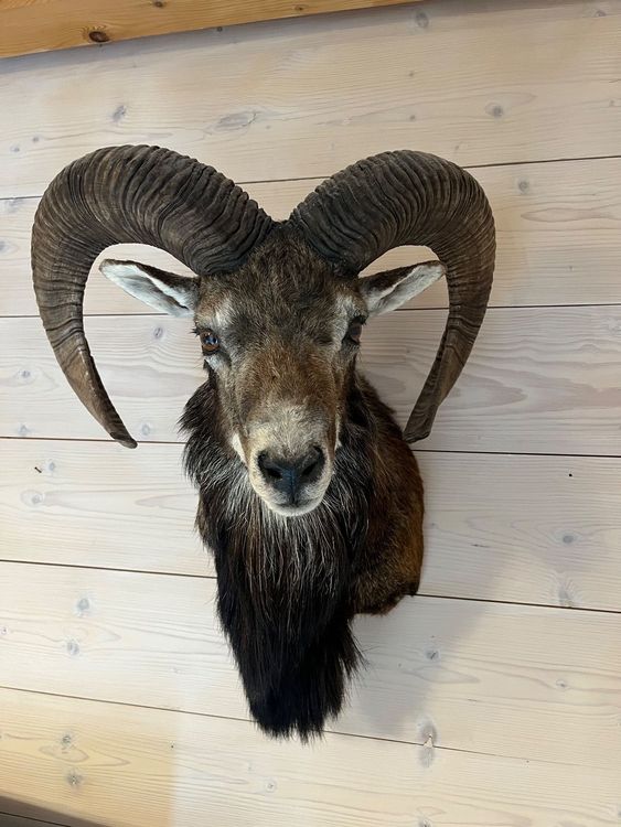 WEKAMOS Mufflon Tierfigur Aus Harz - Realistisches Wildschaf 7,7x6,8x3,8cm | Für Deko & Spiel