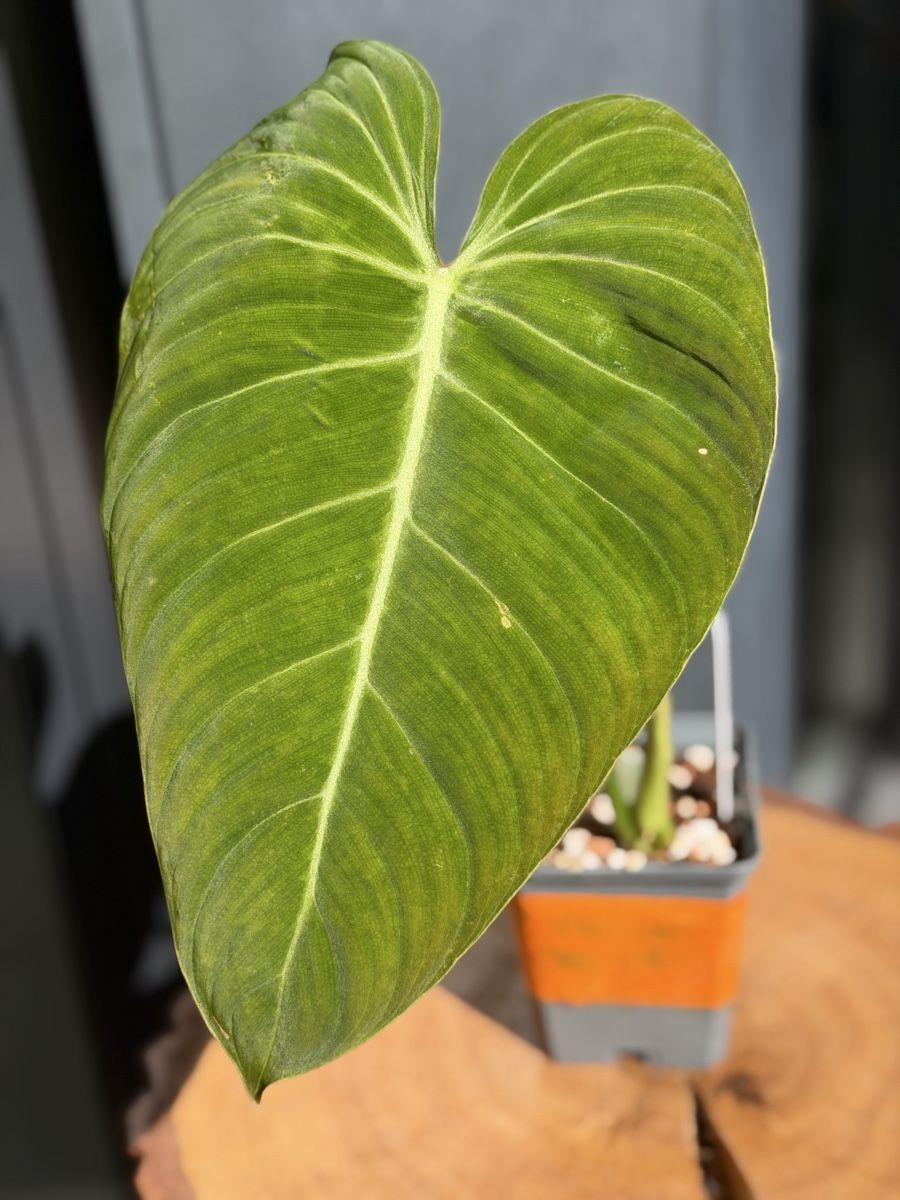 Pflanzen & Samen: Philodendron Glorious  – Neu (gemäss Beschreibung) aus Buchrain von Stetoscop