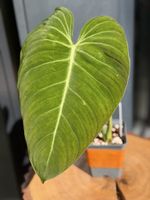 Philodendron Glorious 