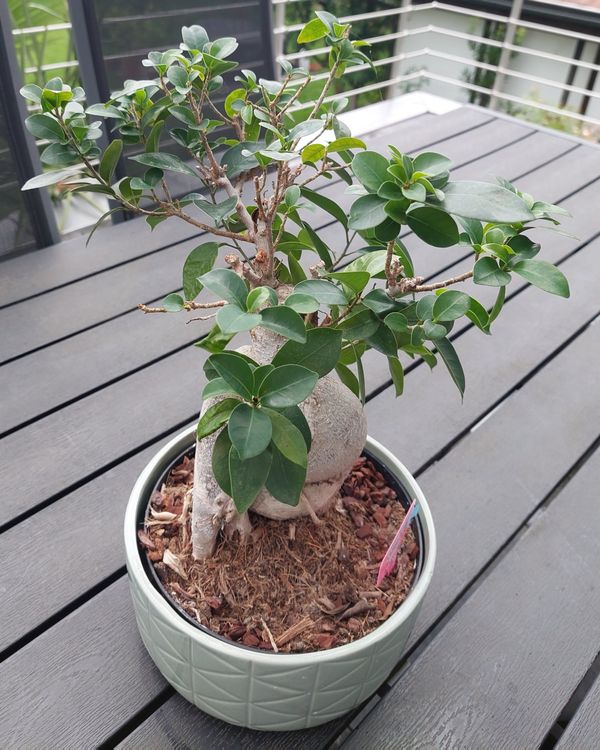 Bonsai Ginseng Kaufen auf Ricardo