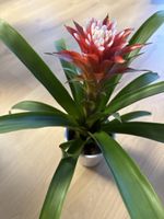 Guzmania Hope Zimmerpflanze