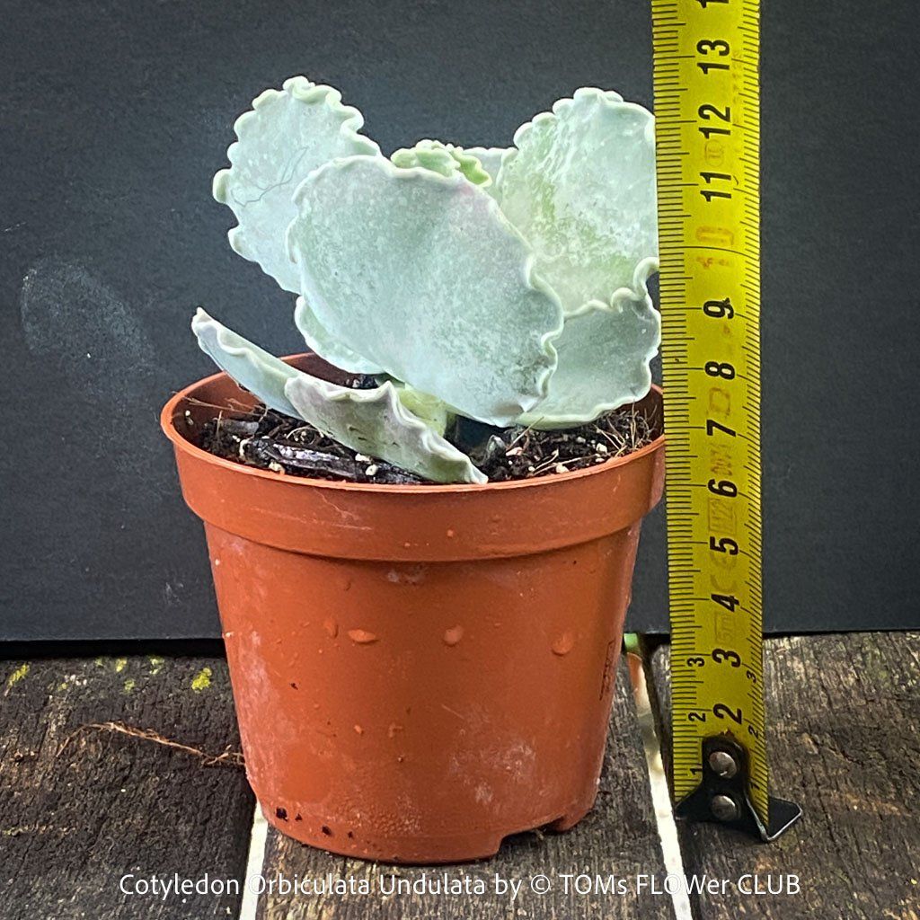 Piante & sementi: Cotyledon Orbiculata var. Undulata mit silberblauen Blättern – Nuovo e nell'imballaggio originale da Adliswil venduto da astom369 3