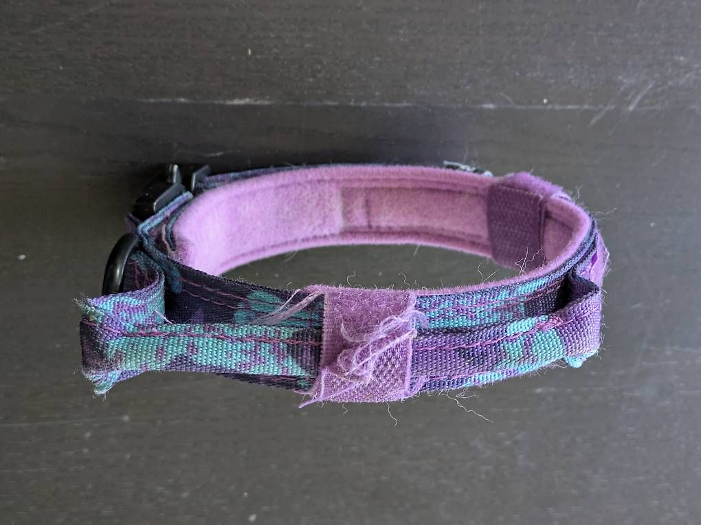 Guinzagli & Collari: Hundehalsband – Usato da Wetzikon ZH venduto da Pa.Re 1