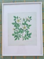 Niklaus Stoecklin: Blumenbild