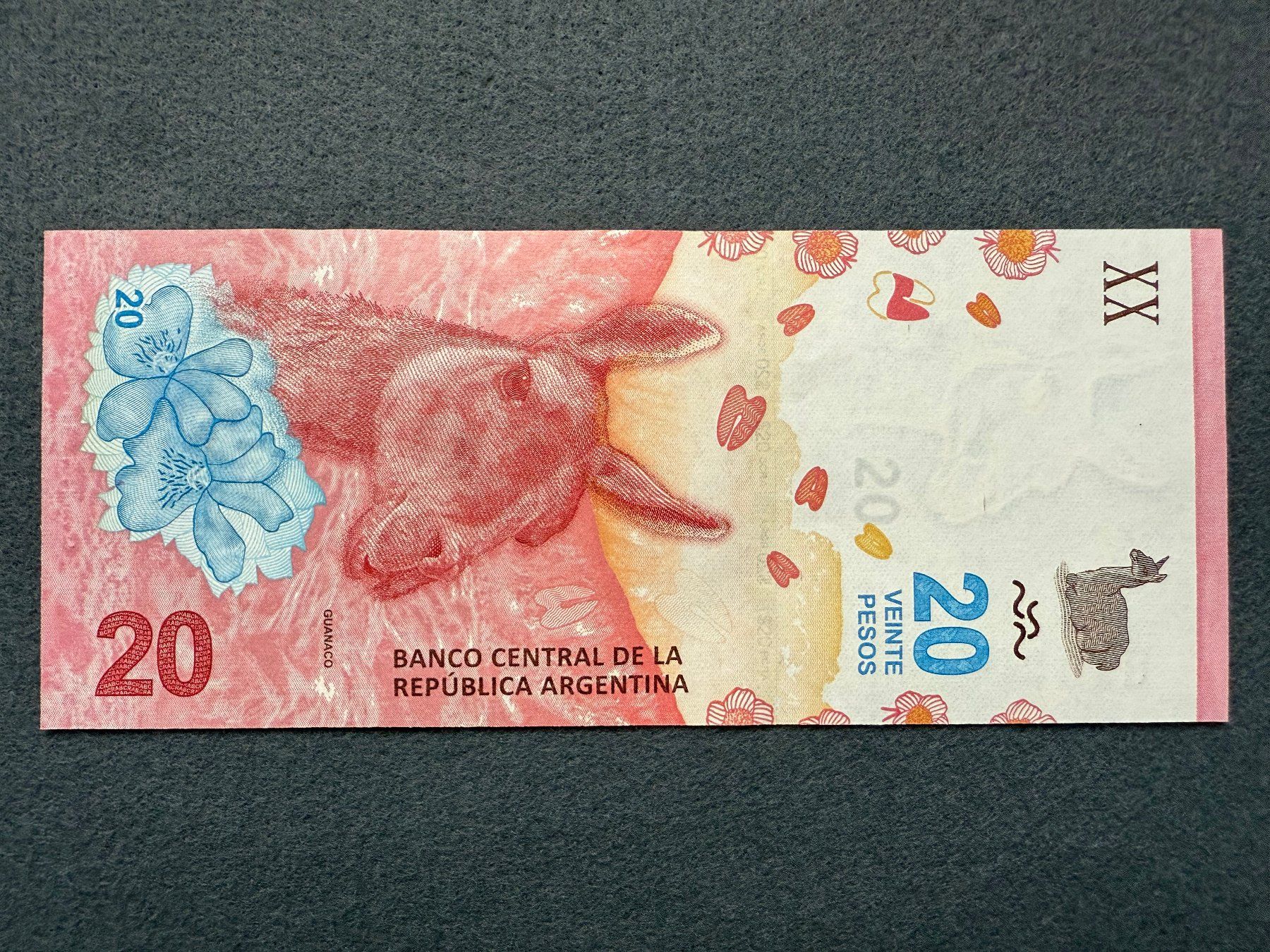 Banconote: Argentinien - Argentina - 20 Pesos UNC - Guanaco – Nuovo e nell'imballaggio originale da Pfäffikon SZ venduto da Sieben77 1