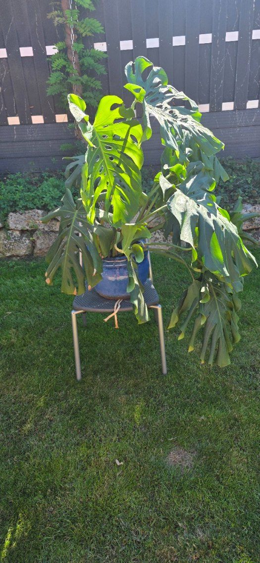 Piante & sementi: Zimmerpflanze Monstera – Usato da Oberwil BL venduto da mst65 1