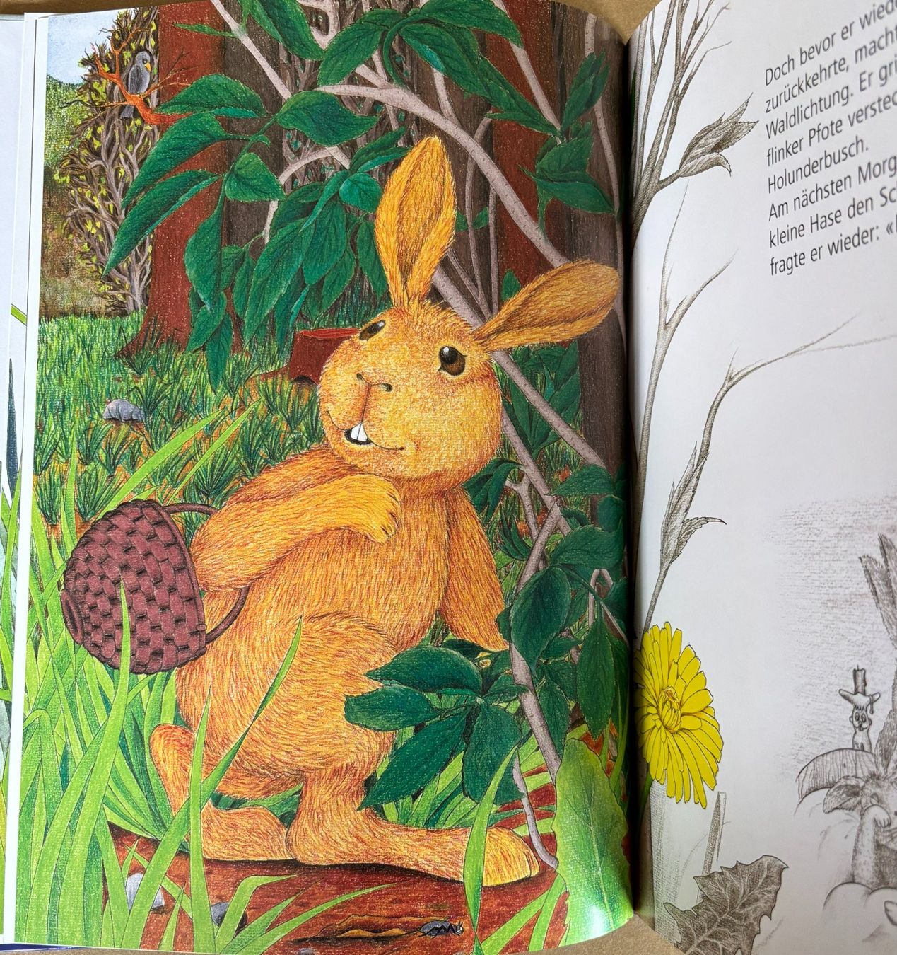 Bücher: Was versteckst du, kleiner Hase? – Neu und originalverpackt aus Sarnen von Livres 3