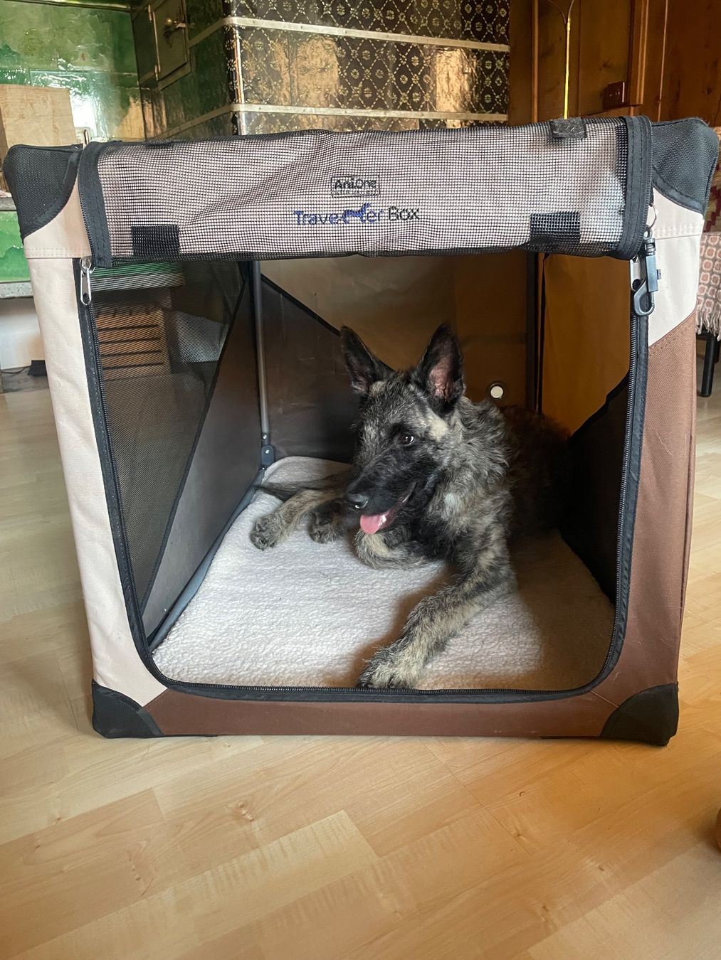 Mangimi: Hunde – Usato da Oberstammheim venduto da rita.nussbaumer 6