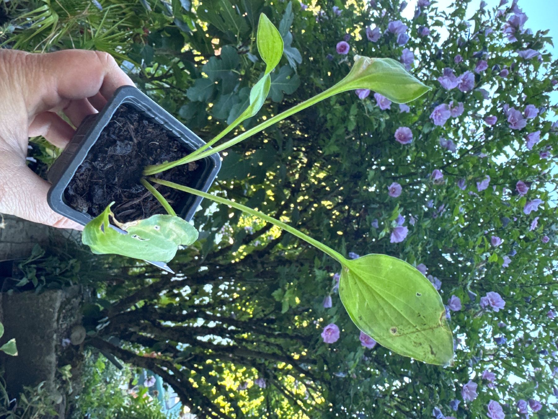 Piante & sementi: Hosta emerald tiara 4 – Usato da Lajoux JU venduto da Briard0 1