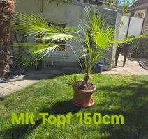 Palme Humilis