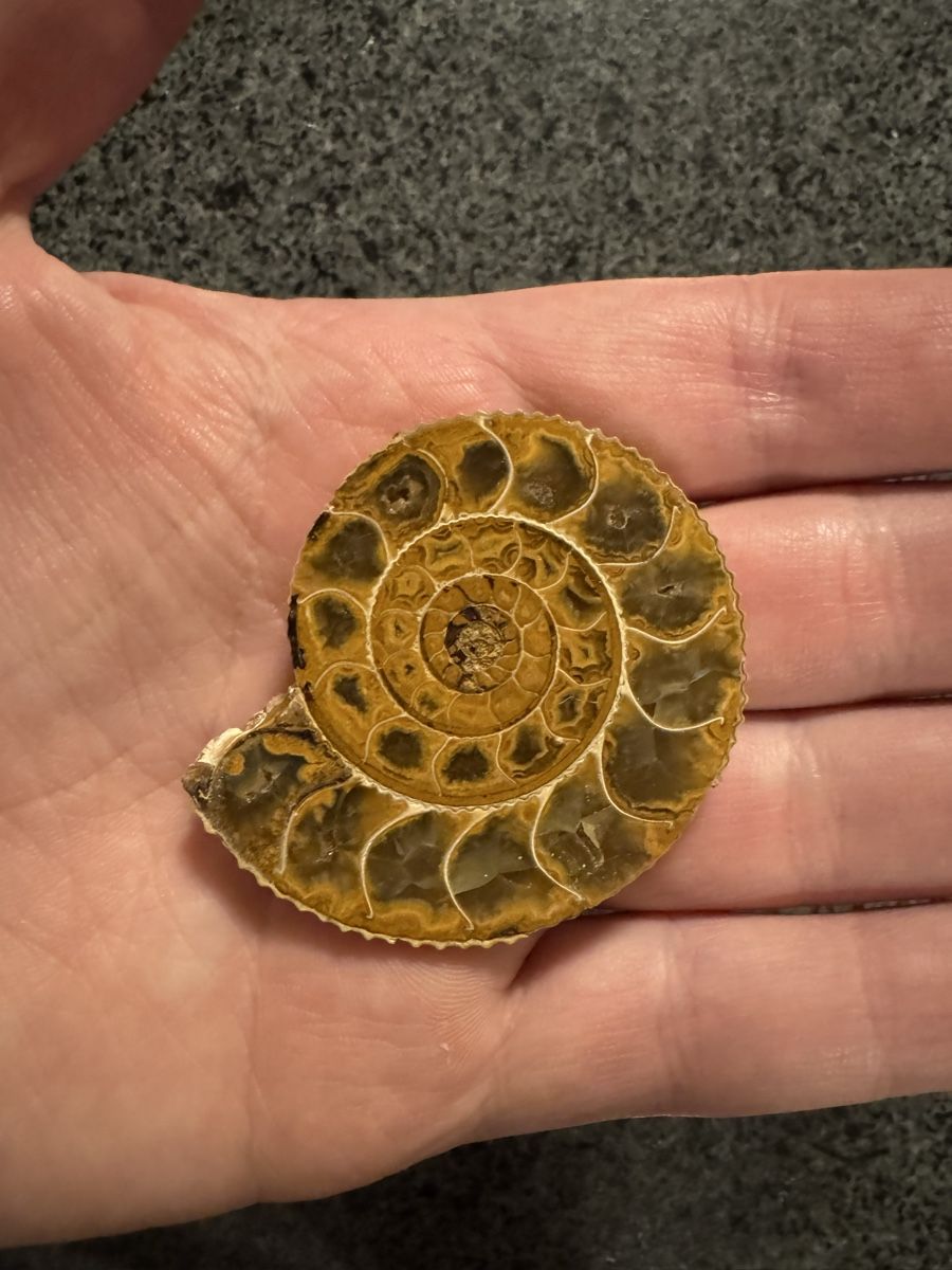 Minerali & Pietre curative: Fossilien- und Mineraliensammlung – Usato da Wittenbach venduto da RRoman 3
