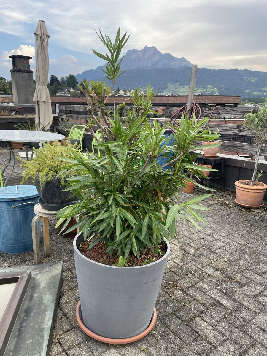 Piante & sementi: Grosser Oleander Balkonpflanze – Usato da Luzern venduto da Klabourettli 1