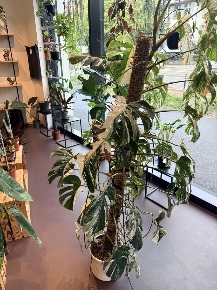Pflanzen & Samen: Monstera Deliciosa Albo Variegata – Gebraucht aus Bern von Afia_ 2