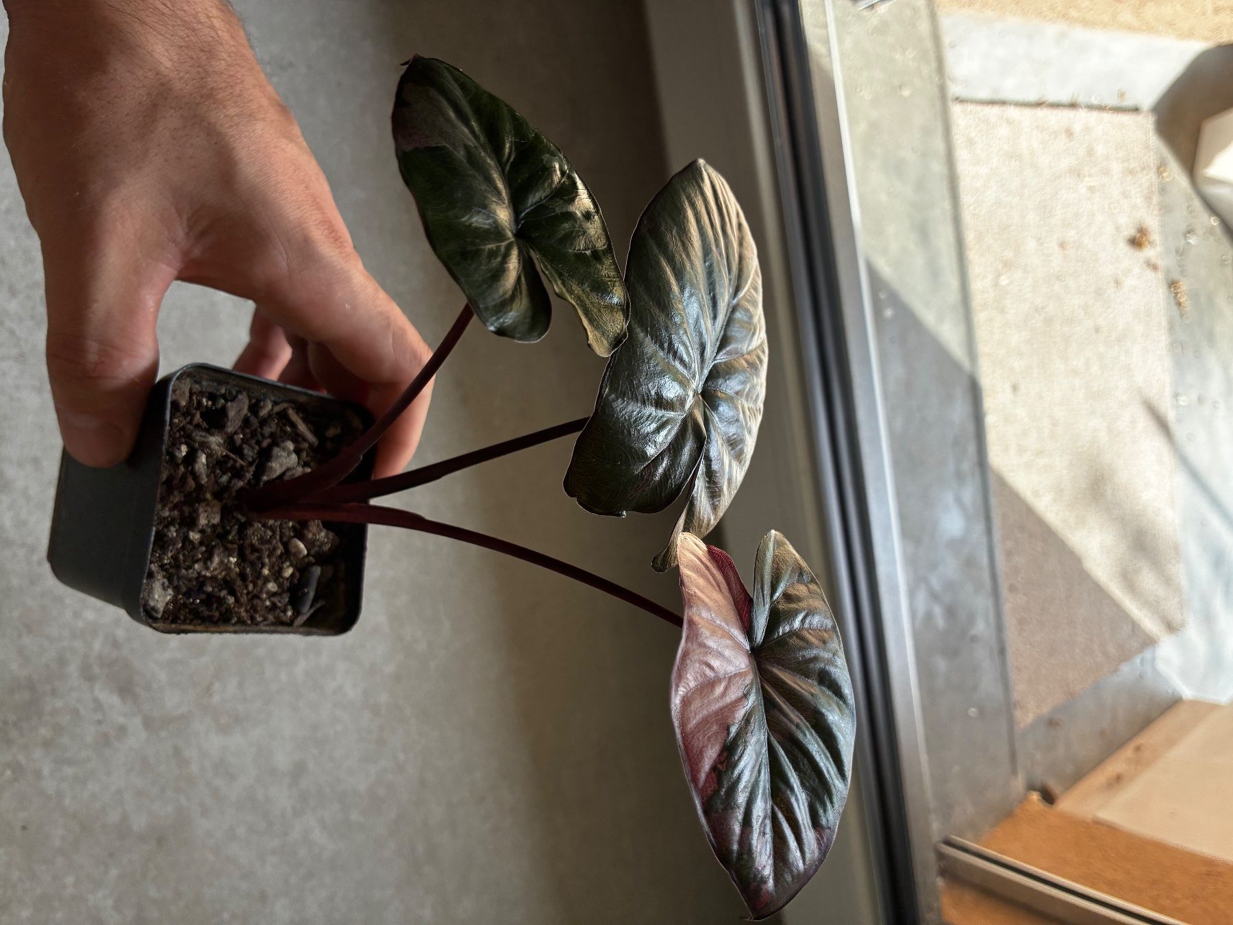 Pflanzen & Samen: Alocasia Serendipity pink – Neu (gemäss Beschreibung) aus Alchenflüh von Timmmsen 2