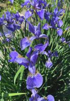 1 blaue Sibirische Iris winterharte Gartenpflanze