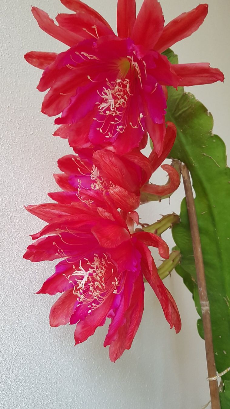 Epiphyllum Gloriosum Blattkaktus Orchideenkaktus Ableger (Gebraucht) in  Horw fr CHF 5  nur Abholung auf Ricardo kaufen