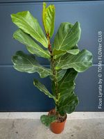 Ficus Lyrata - schönes rund 100cm grosses Bäumchen
