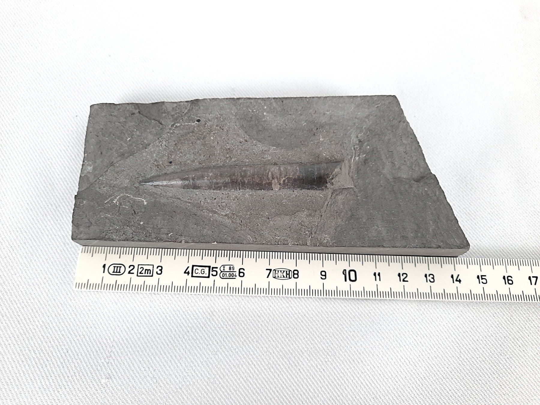 Fossili: Schönes Fossil – Usato da Beinwil am See venduto da Restwert_Beinwil 4
