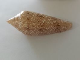 Muschel Conus Gloria Maris 68mm Muscheln Cebu Shell