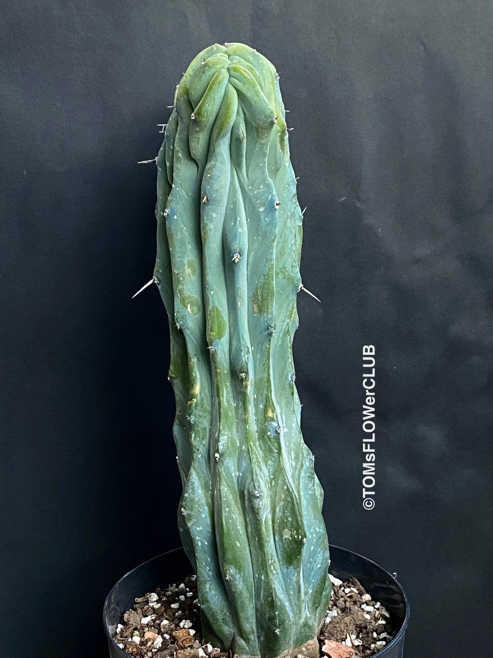 Pflanzen & Samen: Myrtillocactus Geometrizans Cristata Blue - einmalige Form – Neu und originalverpackt aus Adliswil von asTOMas963 2