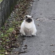 Profile image of mikanluv
