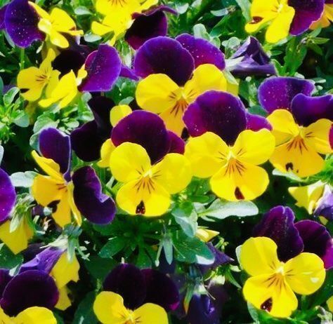 Piante & sementi: 50 SAMEN MIX FELD-STIEFMÜTTERCHEN WILD – Nuovo e nell'imballaggio originale da Rovio venduto da POSITIFFARTandPLANTS 5