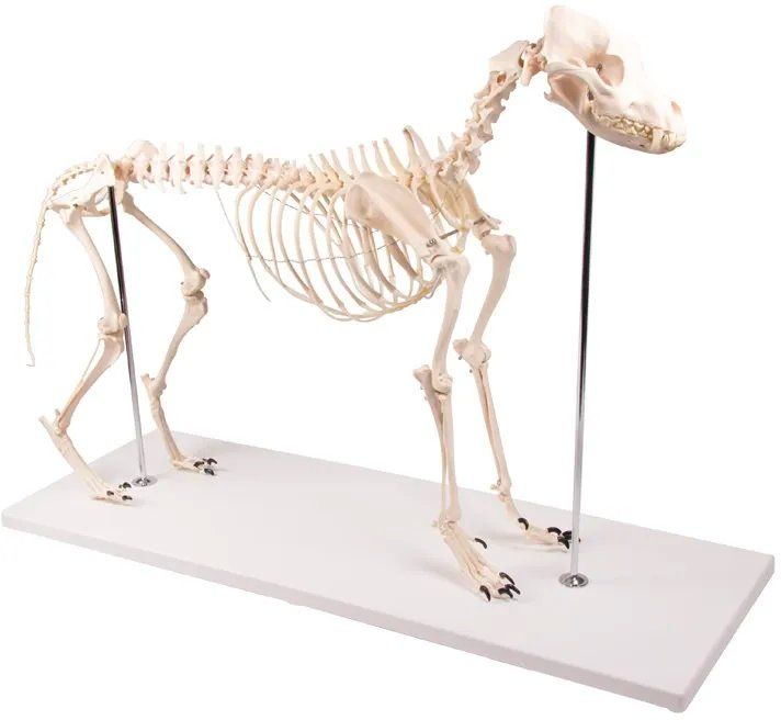 Figurines: Hundeskelett Olaf – Neuf (Voir description) à Fraubrunnen par Leusi7