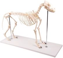 Hundeskelett Olaf