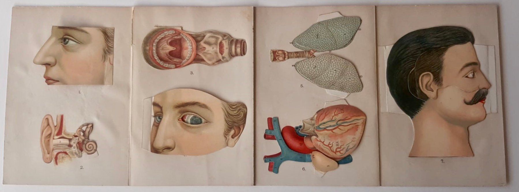 Incisioni: ANATOMIE - ECORCHE - MEDECINE - Début 1900 - – Usato da Sion venduto da Gravure8283