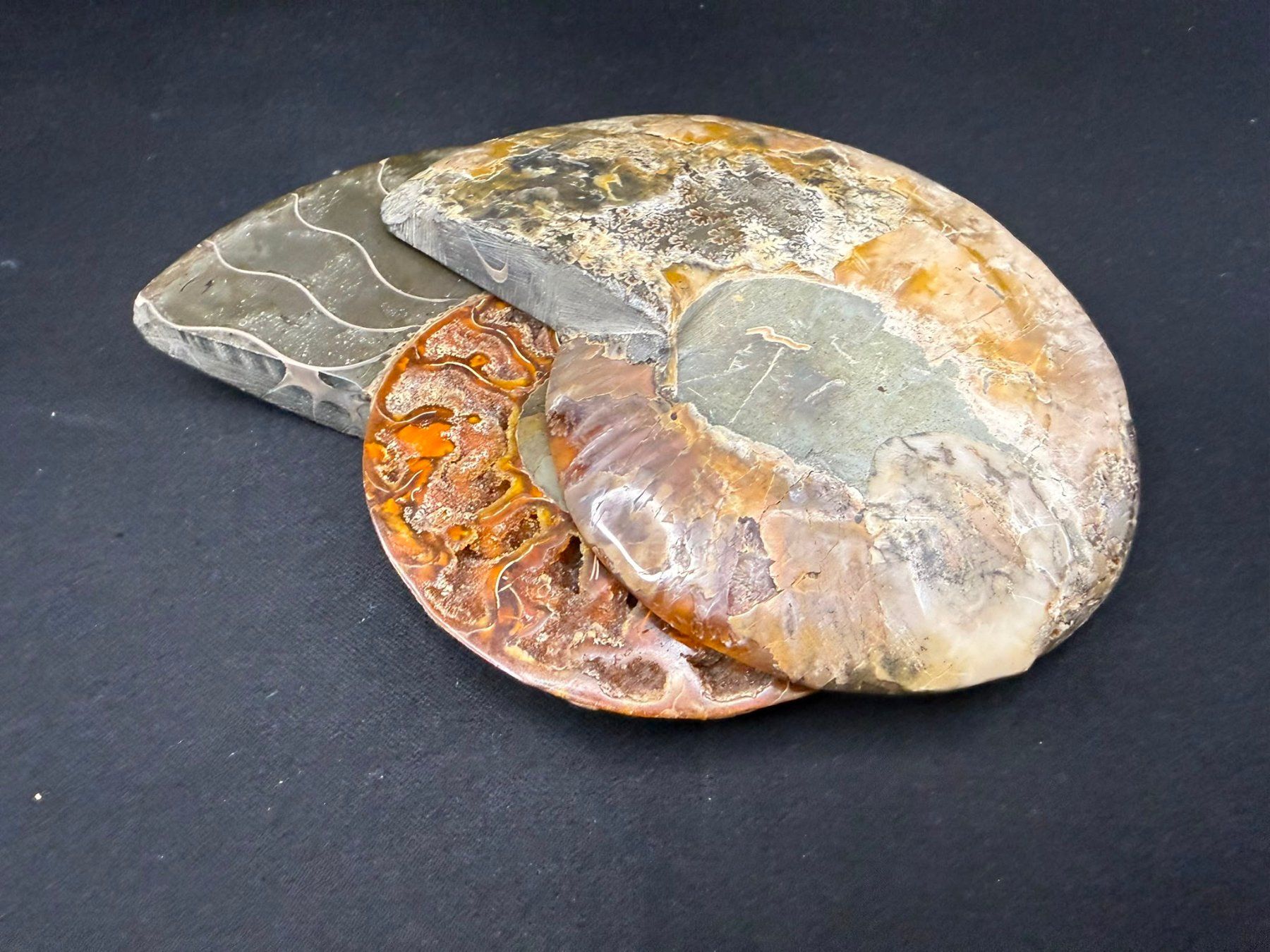 Fossili: Ammoniten-Paar – Usato da Schinznach Bad venduto da Demerald 7