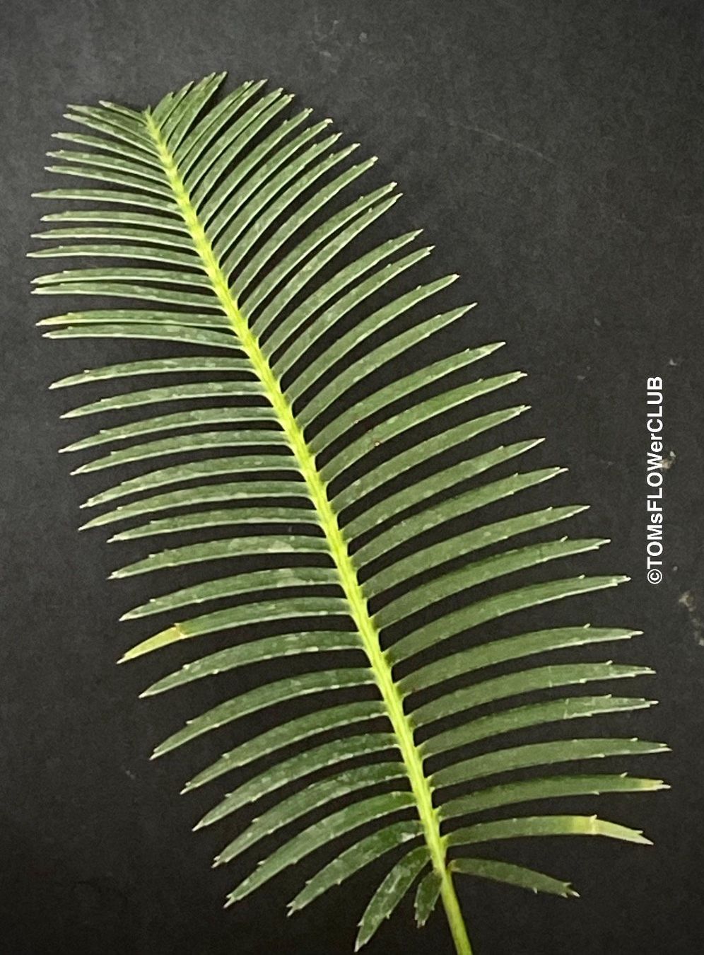 Piante & sementi: Dioon Edule - mexikanischer Doppelpalmfarn - Einzelstücke – Nuovo e nell'imballaggio originale da Adliswil venduto da MarkyForest 6
