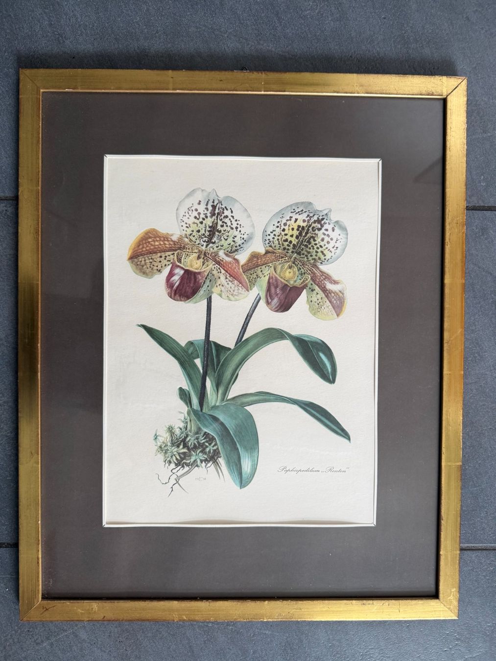 Foto & Immagini: Blumenbild  Kunstdruck  in Holzrahmen hinter Glas – Usato da Subingen venduto da ArtBead