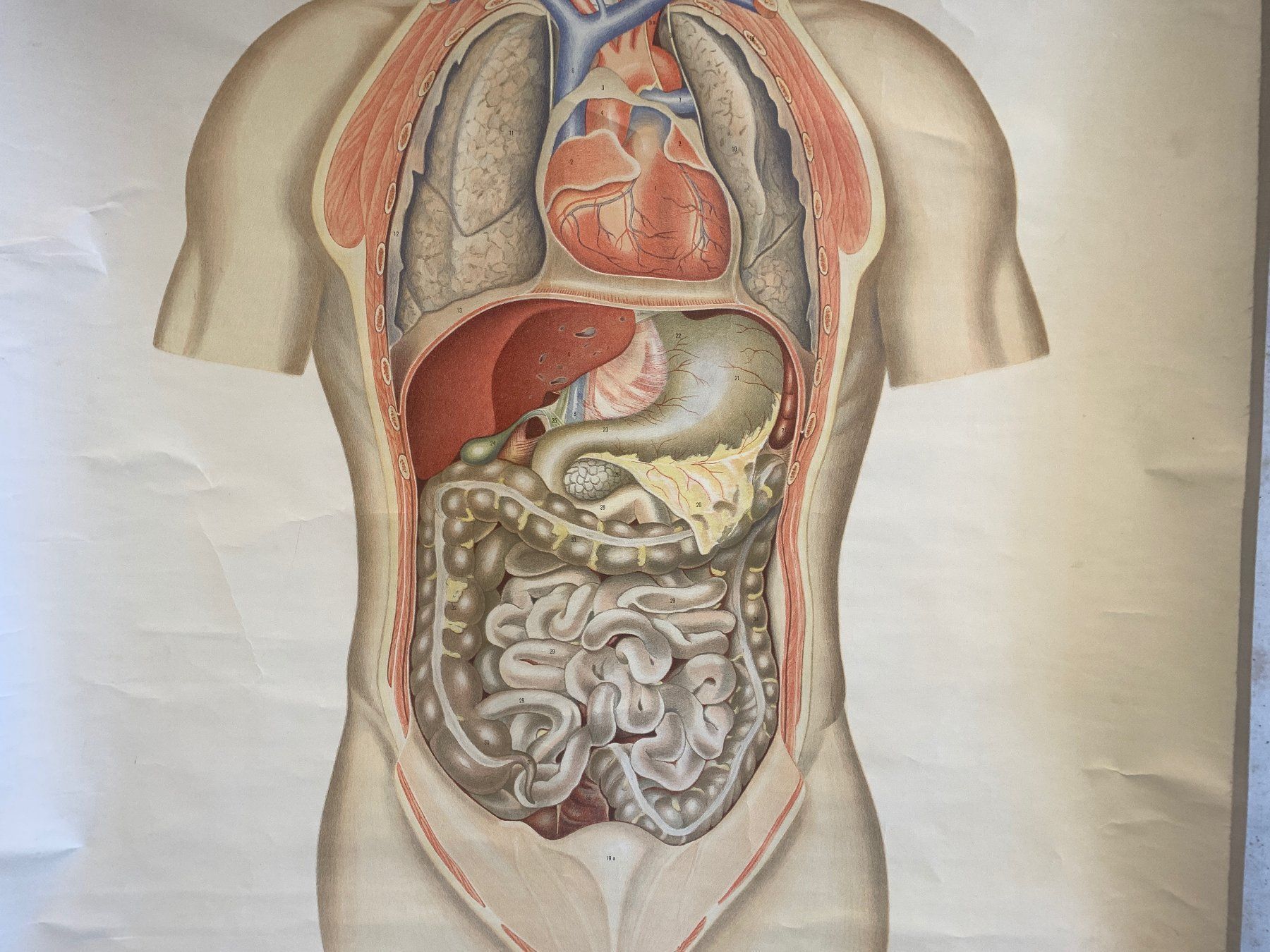 Foto & Immagini: Anatomisches Tabellenwerk Organe – Usato da Ottikon venduto da Hogdog 2