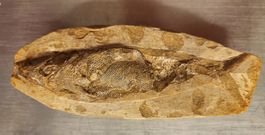 Fossil, Fisch, 135 Millionen Jahre, Tharrias Araripis