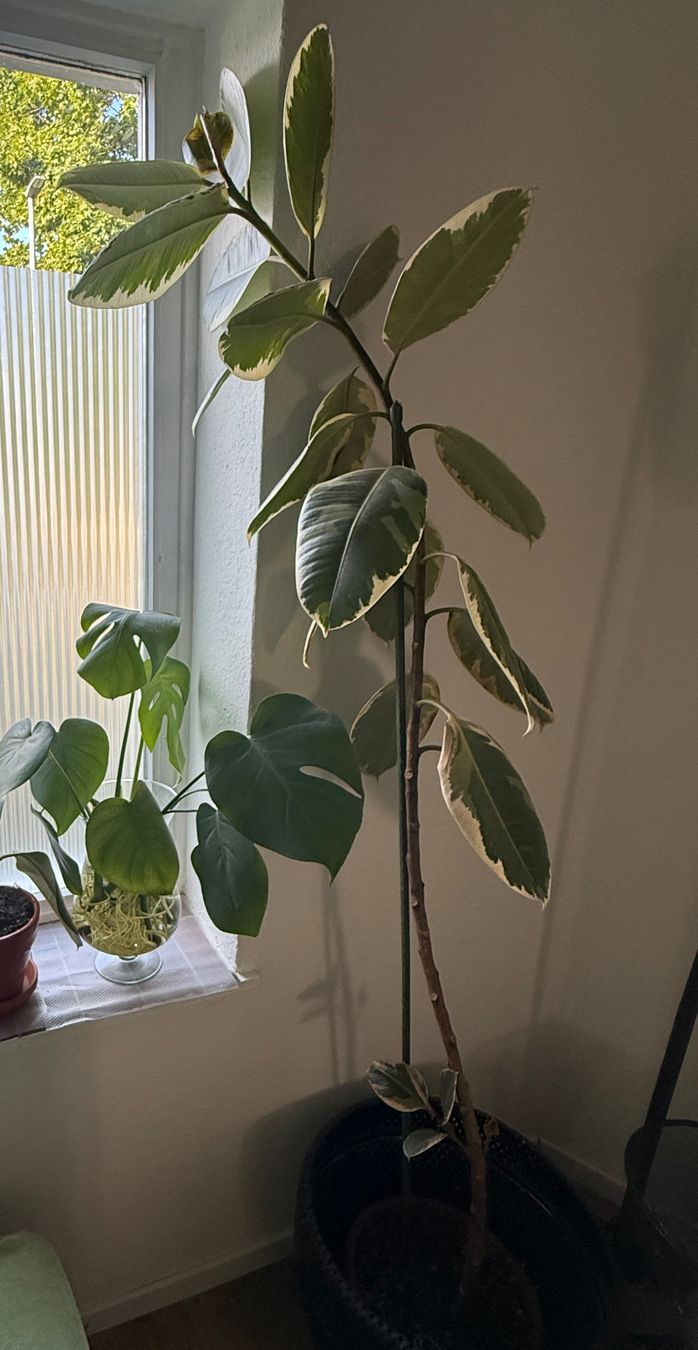 Plantes & graines: Zimmerpflanzen – D'occasion à Bern par mystyle_bern 2